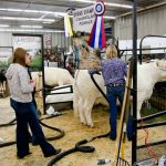 Charolais cattle show entrants at AG EX 2022 in Brandon prepare their animals for the ring. Photo: Alexis Stockford