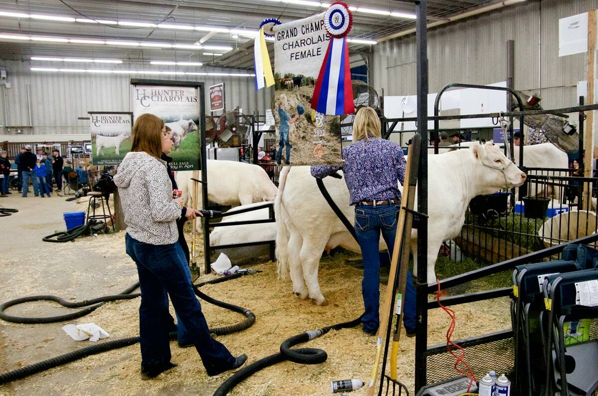 Charolais cattle show entrants at AG EX 2022 in Brandon prepare their animals for the ring. Photo: Alexis Stockford