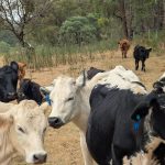 After many years of using collars, Smart Paddock upgraded to ear tags since they knew it would work best for producers.