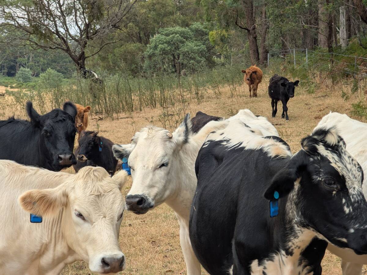 After many years of using collars, Smart Paddock upgraded to ear tags since they knew it would work best for producers.