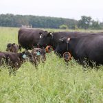 This group of cows at Grazing Meadows Wagyu is controlled by a virtual fence.