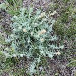 A two- or three-year-old winterfat shrub. The native plant has a higher crude protein level than alfalfa in the winter.