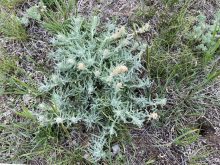 A two- or three-year-old winterfat shrub. The native plant has a higher crude protein level than alfalfa in the winter.