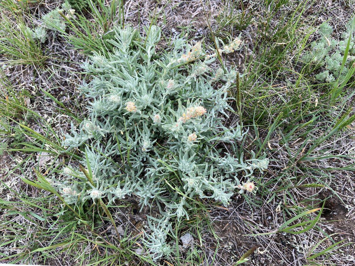 A two- or three-year-old winterfat shrub. The native plant has a higher crude protein level than alfalfa in the winter.