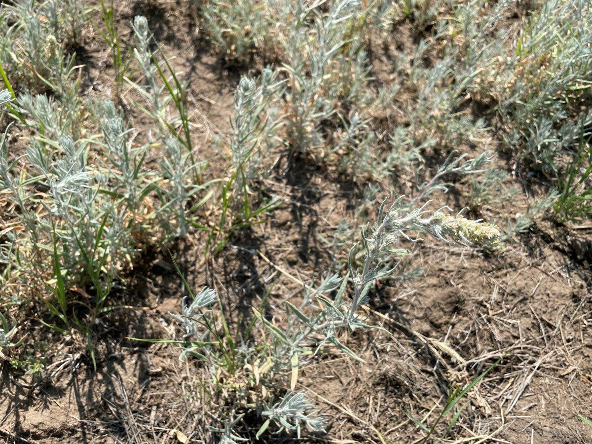 Winterfat seedlings. Bracts protect winterfat seeds, but also make it difficult to seed with conventional machinery. Photo: AAFC