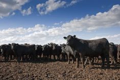 Cattle at a feedlot near North Platte, Nebraska. (AndrewLinscott/iStock/Getty Images)
