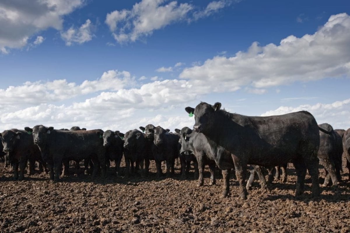 Cattle at a feedlot near North Platte, Nebraska. (AndrewLinscott/iStock/Getty Images)
