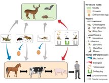 Contributed file from a 2018 study called Vesicular Stomatitis Virus Transmission: A comparison of Incriminated Vectors, by Paula Rozo-Lopez, Barbara S. Drolet and Beline Londono-Renteria
