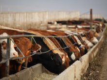 feedlot cattle Canada Beef