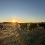 It's helpful to talk about the current state of the cattle industry and what we are expecting for 2026. Photo: Kelly Sidoryk