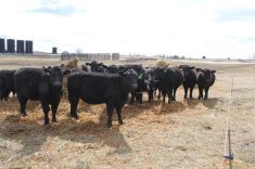 Pay close attention to the development of your heifers from weaning to the birth of the second calf. Photo: Lisa Guenther