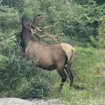 Big male elk in Canada