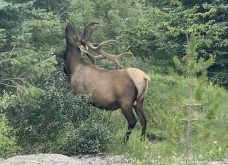 Big male elk in Canada