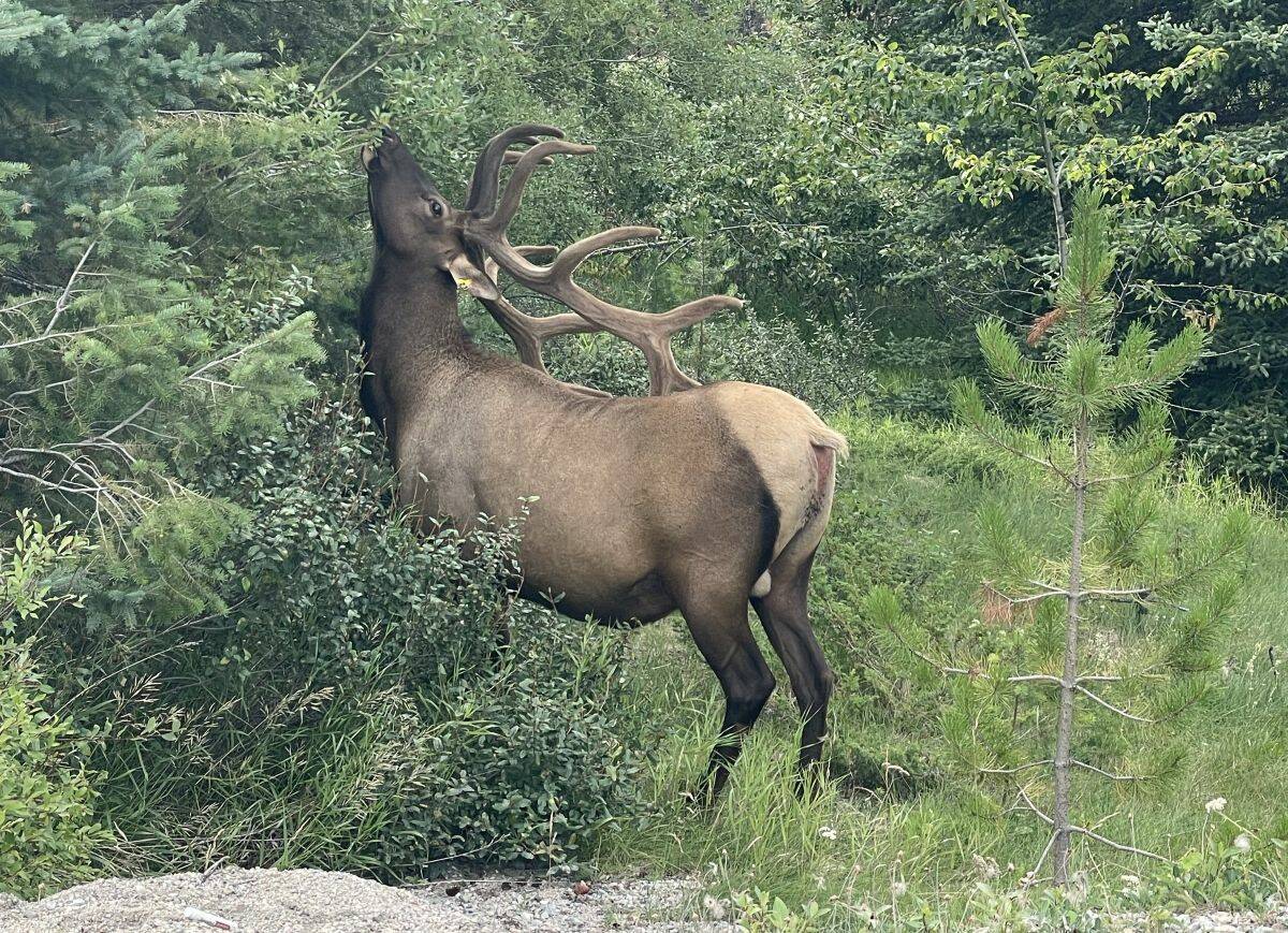 Big male elk in Canada