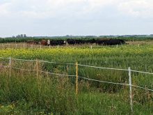 Cattle graze the research plots at LFCE, for research focusing on reintegrating livestock and forages into cropping systems. Photo: Maryse Bourgault
