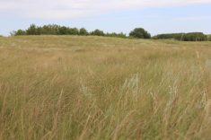 Native prairie near Hanley, Sask. Photo: Lisa Guenther