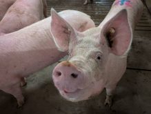 South Korea’s Agriculture Ministry issues ‘standstill’ order for pig farms to curb outbreak. Photo: Geralyn Wichers
