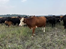Genotyping in the beef industry isn&rsquo;t expected to replace visual appraisal. Photo: File
