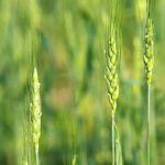 California researchers create nitrogen-fixing wheat