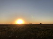 Record large Canadian wheat and canola crops: Statistics Canada