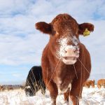 The family farm, Ferme Lafontaine-Noel, is a 300-head commercial cow-calf operation. They sell 60 to 70 head of the backgrounded heifers not being kept for replacements to Ecoboeuf, which finishes and markets them. Photo: Ferme Lafontaine-Noel