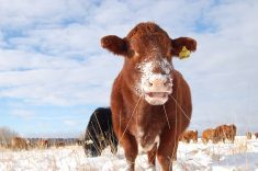 The family farm, Ferme Lafontaine-Noel, is a 300-head commercial cow-calf operation. They sell 60 to 70 head of the backgrounded heifers not being kept for replacements to Ecoboeuf, which finishes and markets them. Photo: Ferme Lafontaine-Noel