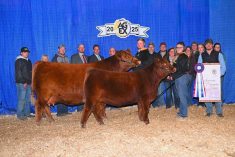 2025 Manitoba Ag Ex Supreme Champion Female: Brooksland Lainey 313L, exhibited by Northern Light Simmentals of Rossburn, Man. Photo: Supplied