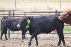 The Moocall heat collar, usually worn by a bull, is being trialled by sterile animals at LFCE for artificial insemination. Photo: Melissa Jeffers-Bezan