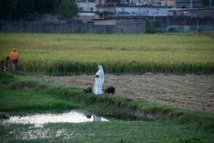 Indian farmers have ramped up planting of winter crops including wheat, rapeseed (canola) and chickpea, putting the country on track for record acreage.  Photo: Diptendu Dutta/Nur
