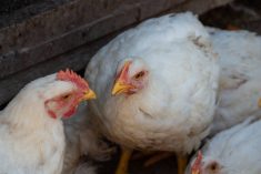 The USDA should take &ldquo;renewed action&rdquo; to fight bird flu as infections rise during the winter months, said 23 U.S. senators in a letter sent on Wednesday to Agriculture Secretary Brooke Rollins. Photo: Getty Images Plus
