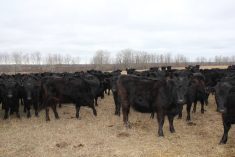 Replacement heifers near Dorintosh, Sask. Photo: Lisa Guenther