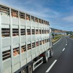 Canada has yet to see a case of ASF, however the virus has devastated hog barns in China and other Asian nations. Photo: Miguel Perfectti/GettyImages
