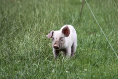 Canada exported about $279 million worth of pork and pork products to the Philippines last year according to federal statistics. Photo: Geralyn Wichers
