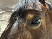 EVH-1 is one of the most common strains of equine herpesvirus in Canada, and all horses are susceptible. Photo: Ed White
