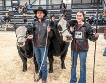 2025 Agribition Beef Supreme Champion Female, Wheatland Mich Lady 2291K, exhibited by Wheatland Cattle Co. of Bienfait, Sask. Photo: Peter Scoular