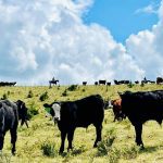 Calves on pasture land under blue sky at Plateau Cattle Co., in Nanton, Alta. Photo: Supplied