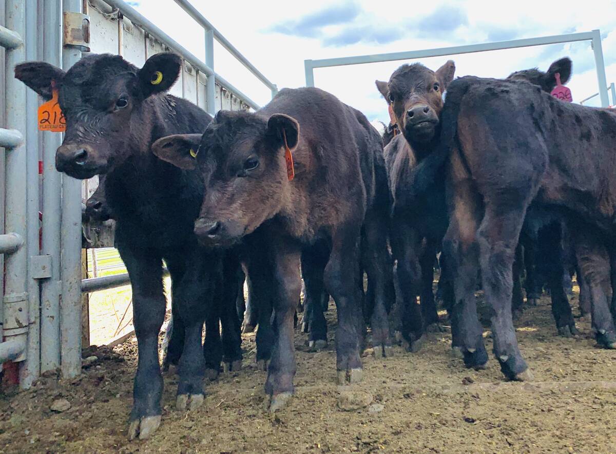 Calves at Plateau Cattle Co., Nanton, Alta. Photo: Supplied