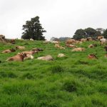 Dairy cattle on pasture. Photo: Burim Ametaj