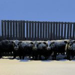 Cattle in winter. Photo: Kylie Grimes