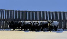 Cattle in winter. Photo: Kylie Grimes