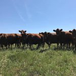 Cattle grazing in a pasture in Saskatchewan 