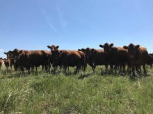 Cattle grazing in a pasture in Saskatchewan