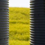 Canada, the world’s largest exporter of canola, shipped nearly C$5 billion worth of canola products to China in 2024, about 80 per cent of which were seeds. Photo: Getty Images Plus
