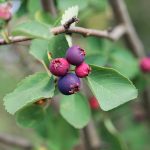 Ripening saskatoon berries. Photo: Weisschr/Getty Images Plus
