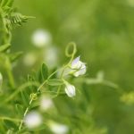 Lentil plants in bloom. (BasieB/iStock/Getty Images)
