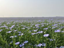 A good year for flax could lead to more acres in 2026/27