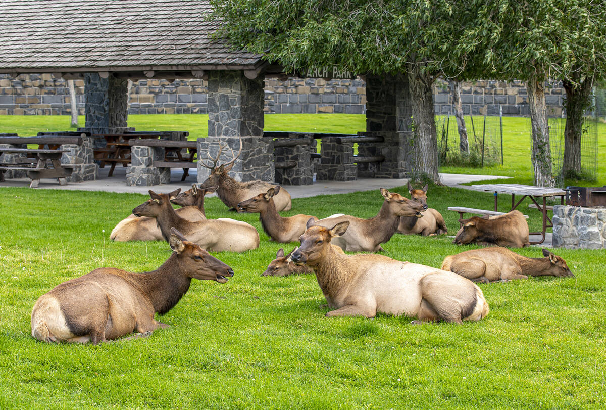 Habituated elk in Gardiner, Montana, just outside of Yellowstone National Park. As elk lose their natural fear of humans, their willingness to forage near homes and infrastructure increases. Photo: Gerald DeBoer/iStock/Getty Images Plus