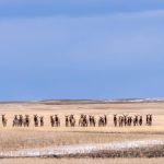 A herd of about 20 elk in a winter wheat field in Canada. It’s difficult to draw elk away from farmland. Photo: Traci Beattie/iStock/Getty Images Plus