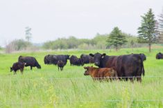 Beef cattle graze tall pasture forage south of Glenboro, Man., in June 2024. PHOTO: ALEXIS STOCKFORD