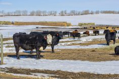 A herd of beef cattle. Taken in Calgary, Alberta.